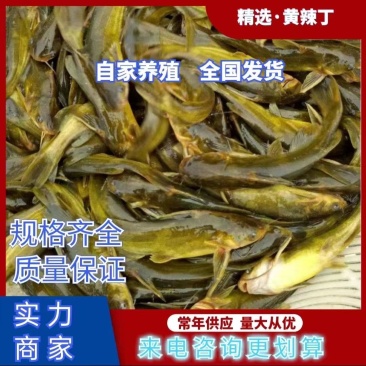 黄辣丁价格走势解析，市场趋势、影响因素与购买指南全攻略