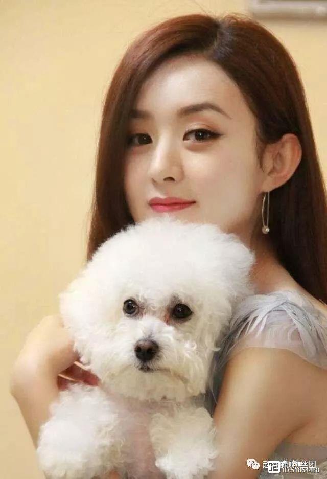 属狗明星与小巷奇趣故事，特色小店背后的隐藏瑰宝