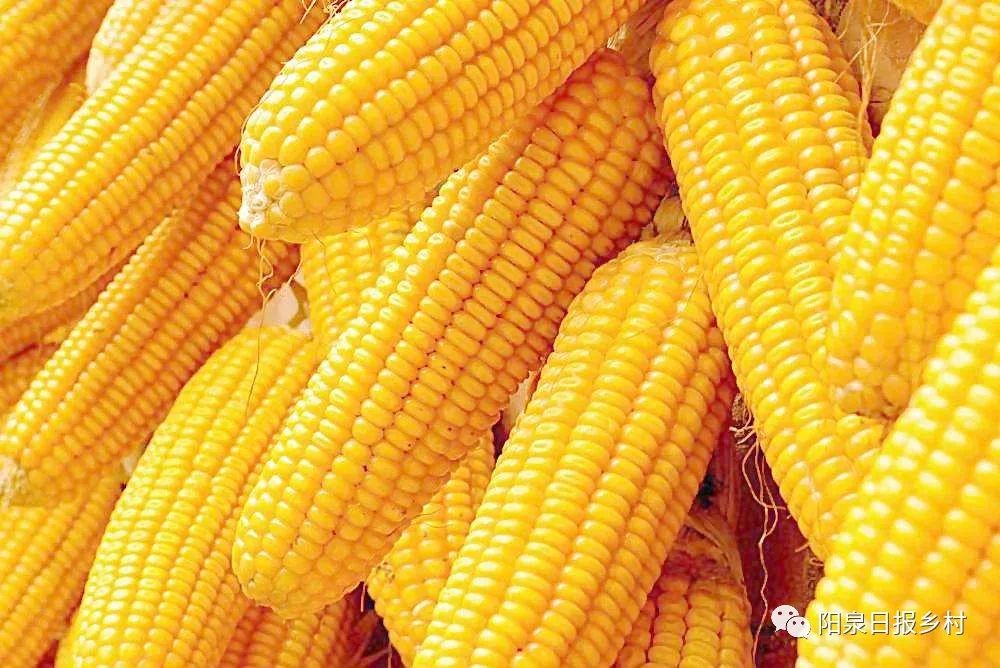 玉米最新政策解读，观点阐述与分析