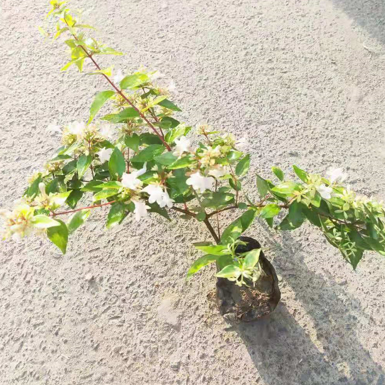 探寻六道木之旅，价格与内心宁静的交汇点