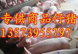 最新小猪仔价格揭秘，市场行情大揭秘🐖